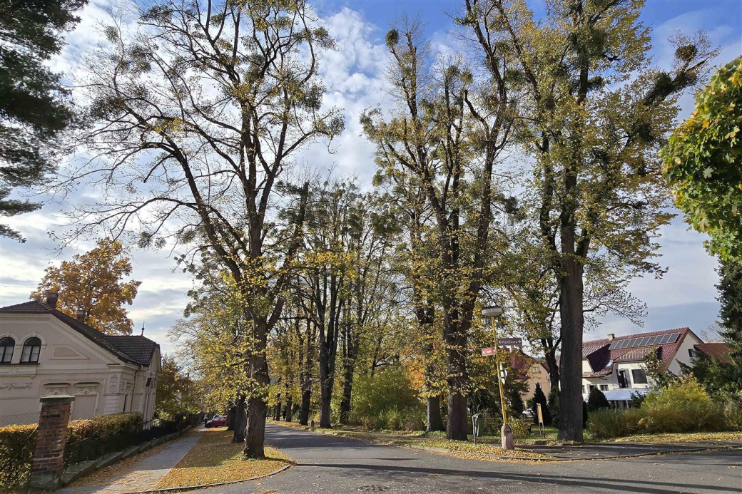Meziříčský park Botanika se dočká omlazení
