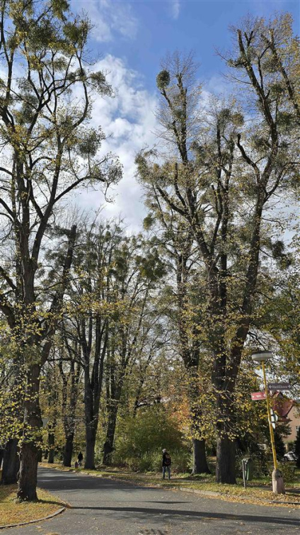 Park Botanika se zbavil jmelí