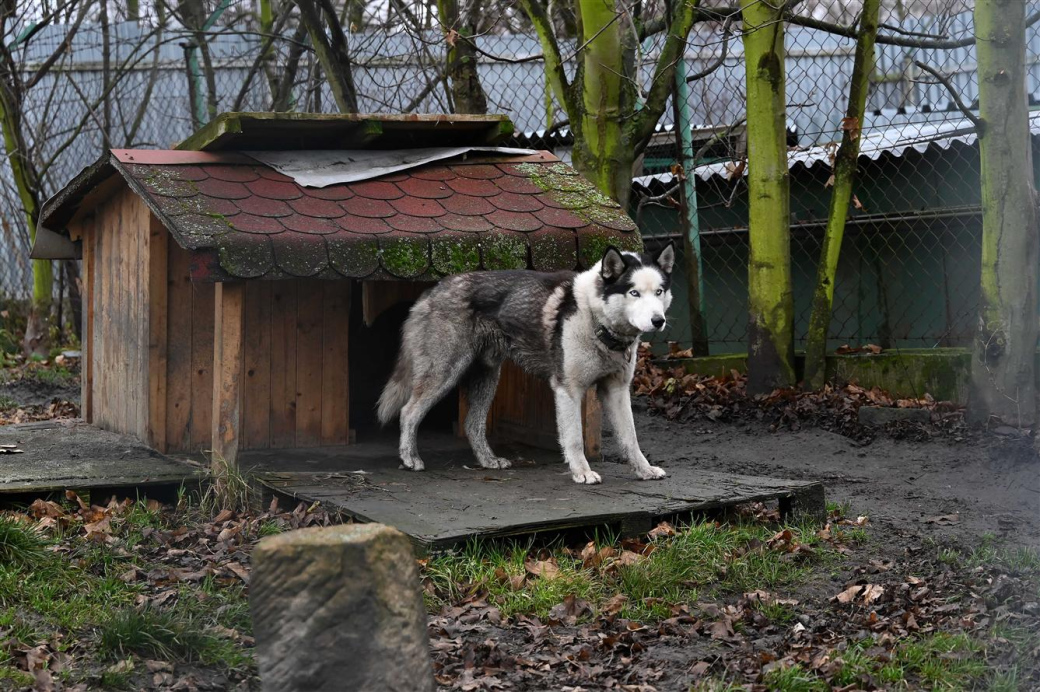 Z útulku zpátky domů nebo do nových rodin
