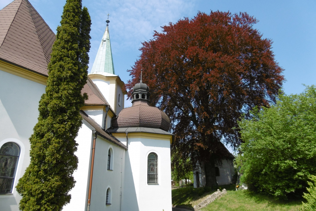 Buk v Lešné je ve finále celostátní soutěže Strom roku 2019