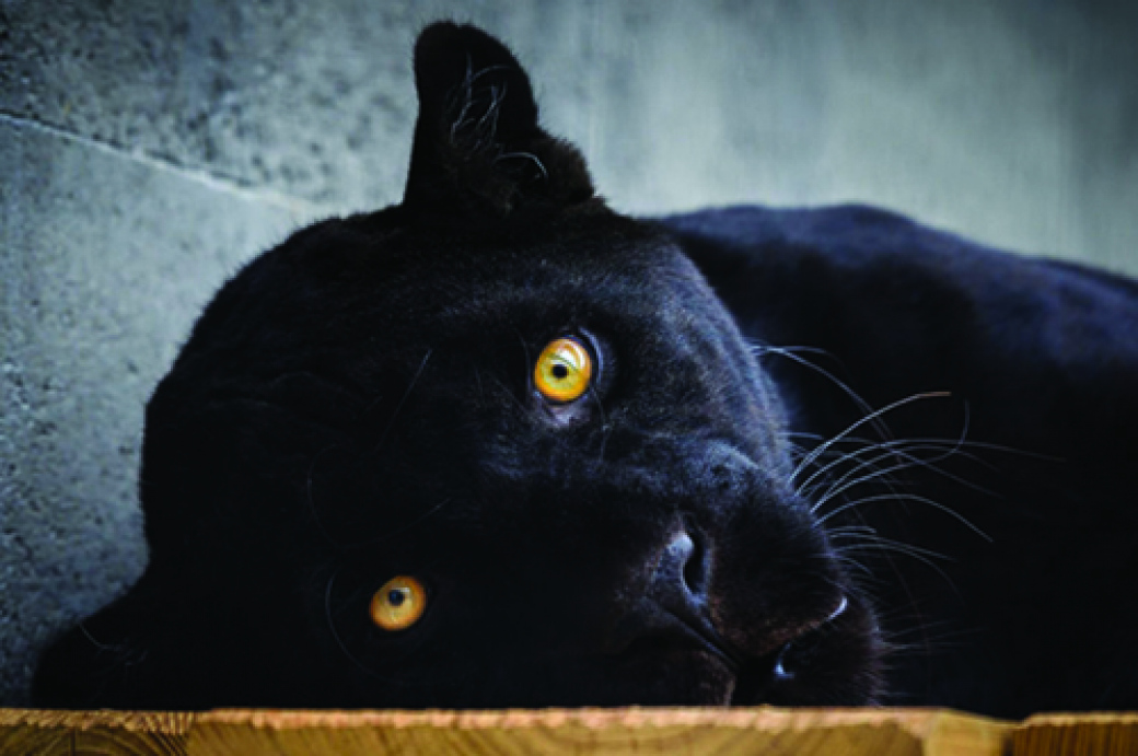 Zoo Zlín otevřela největší expozici jaguárů v Evropě