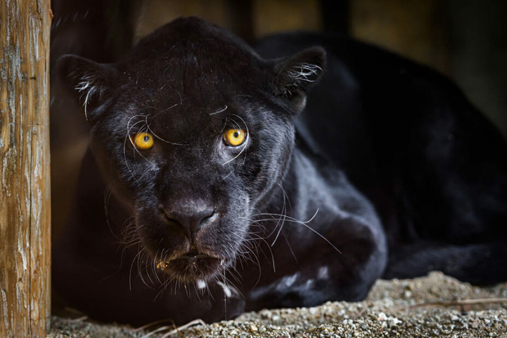 Zlínská ZOO přináší smutné zprávy. Na Štěpána zemřel jaguár Danny