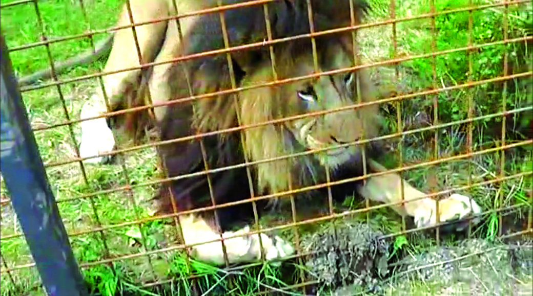 Výsledky vyšetřování: Chovatele ve Zděchově zabil jeho lev
