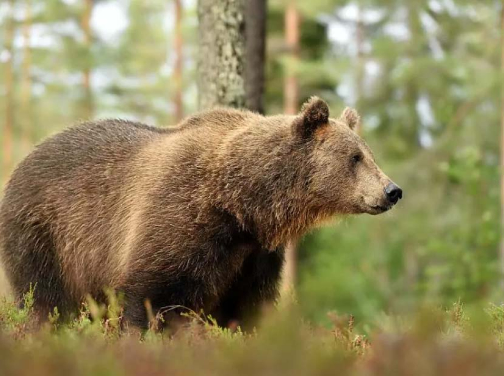 U Valašské Polanky se objevil medvěd