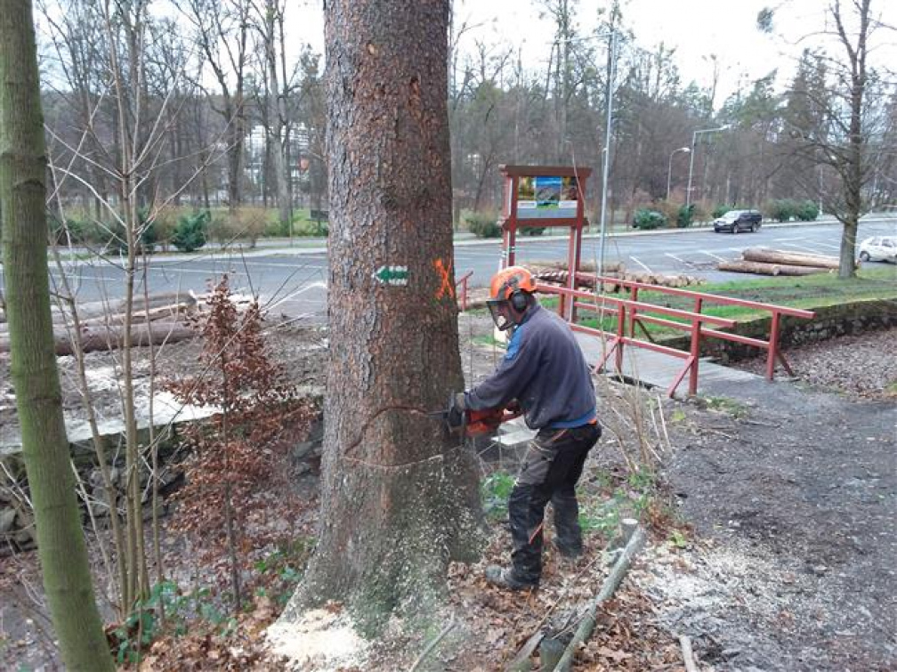 Městské lesy začaly na Karlově kopci s těžbou 100 kubíků dřeva