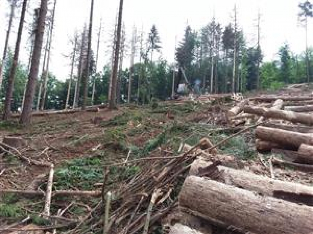 Městské lesy obnovují kůrovcové holiny, obracejí se i na veřejnost