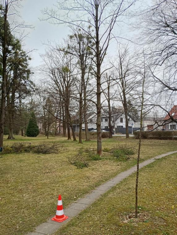 V městském parku v Rožnově odstraňuje odborná firma ze stromů parazitické jmelí bílé