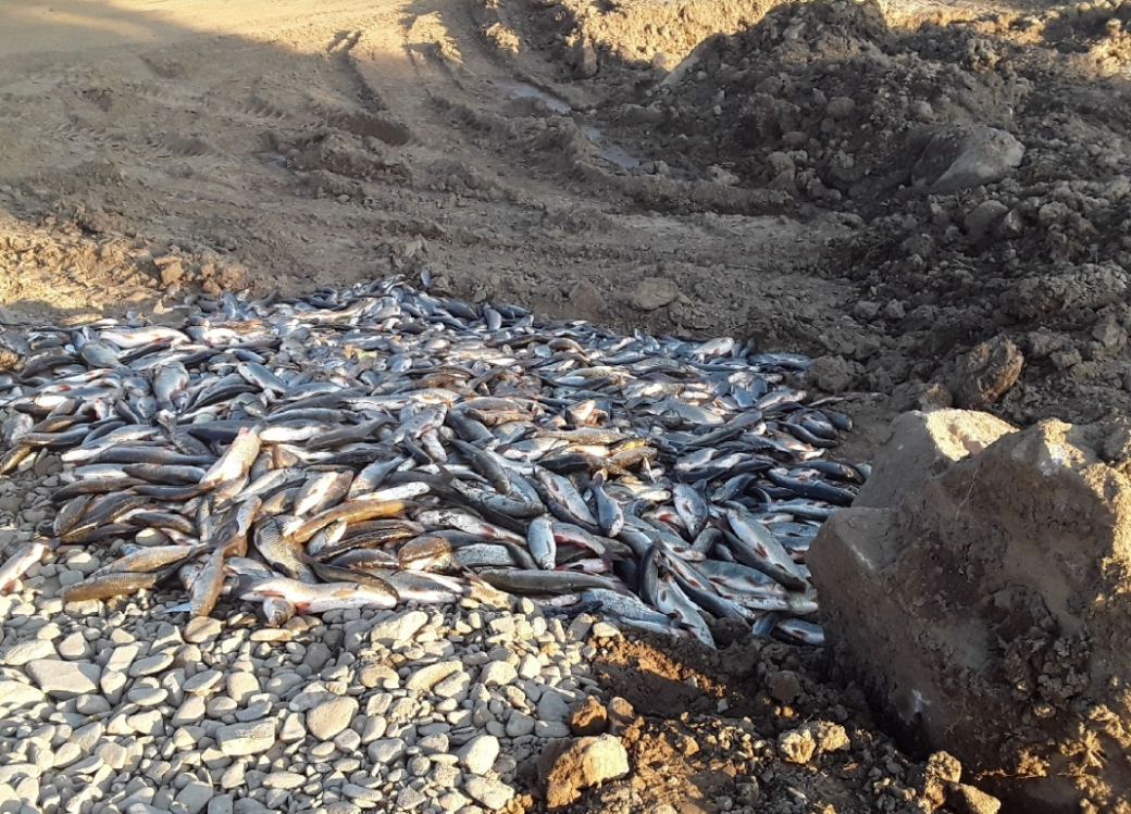 V otrávené Bečvě uhynuly tuny ryb. Viník stále není znám