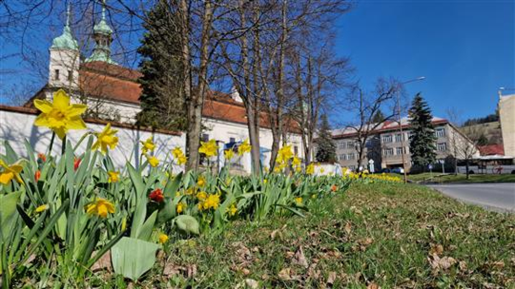 Na řadě míst v centru Vsetína začaly rozkvétat cibuloviny, které mají za úkol zkrášlit veřejný prostor 