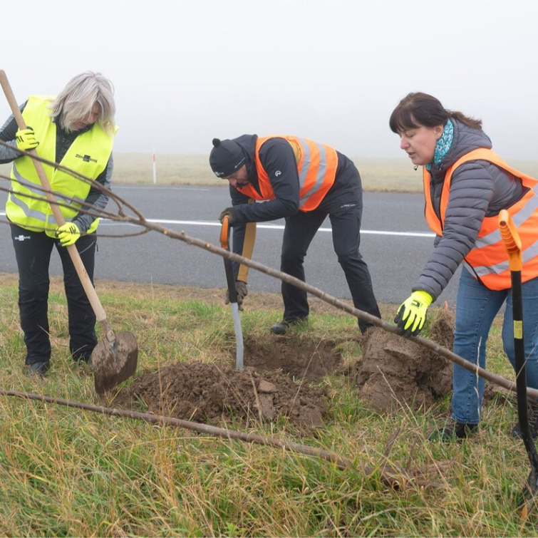 Zaměstnanci Zlínského kraje a firmy Continental Barum vysadili novou alej u Velkého Ořechova