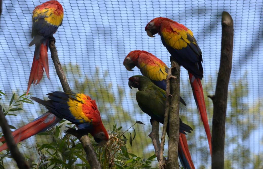 Ve zlínské zoo otevřeli největší voliéru v Česku