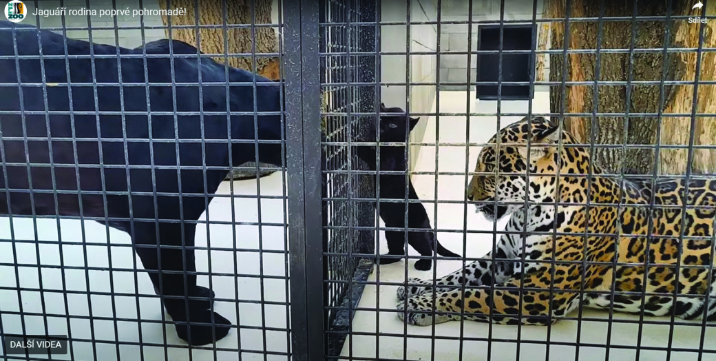 Jaguáří rodinka ve Zlínské Zoo poprvé pohromadě