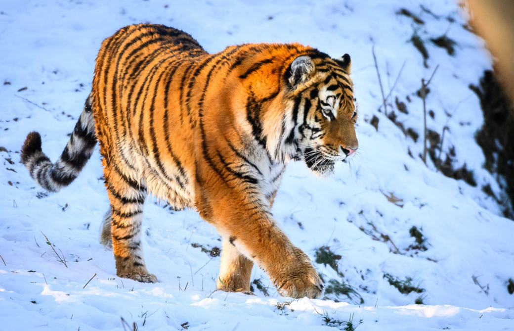 Tygr Ozzy je už v Portugalsku