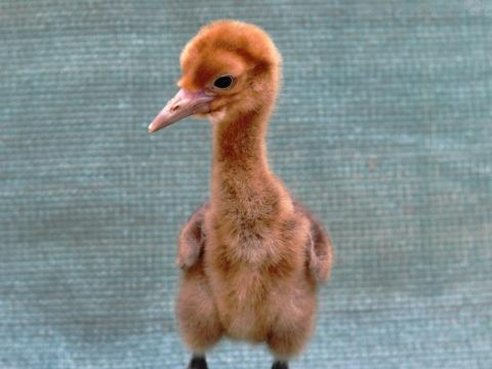 Zlínská zoo má světový chovatelský úspěch, odchovala mláďata jeřába laločnatého