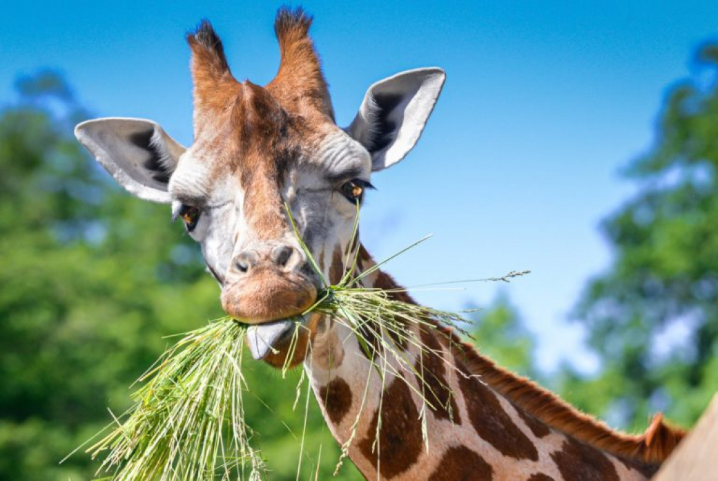 Neukáznění návštěvníci zlínské zoo krmí zvířata a porušují zákaz vstupu