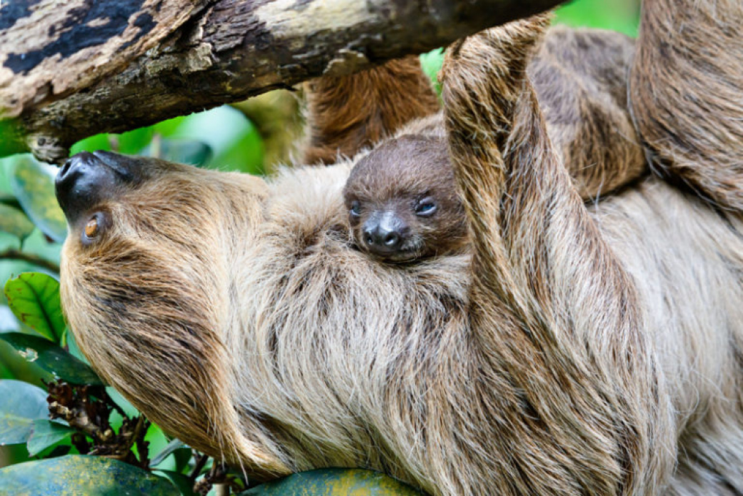 Zlínská zoo konečně otevře i vnitřní pavilony