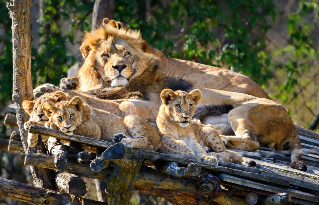 Trojlístek lvíčat v Zoo Zlín pokřtili Zlín Lions