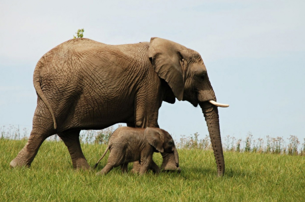 Zlínská zoo byla v roce 2021 třetím nejnavštěvovanějším místem v České republice