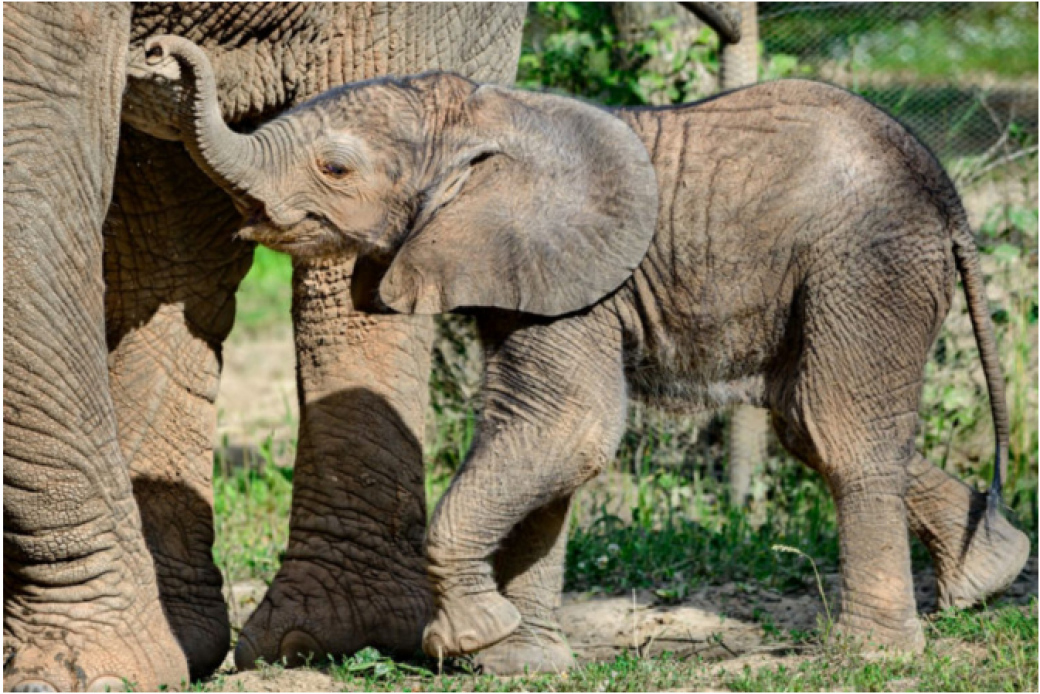 Podle uznávaného britského odborníka je zlínská zoo čtvrtou nejlepší zoo ve východní Evropě