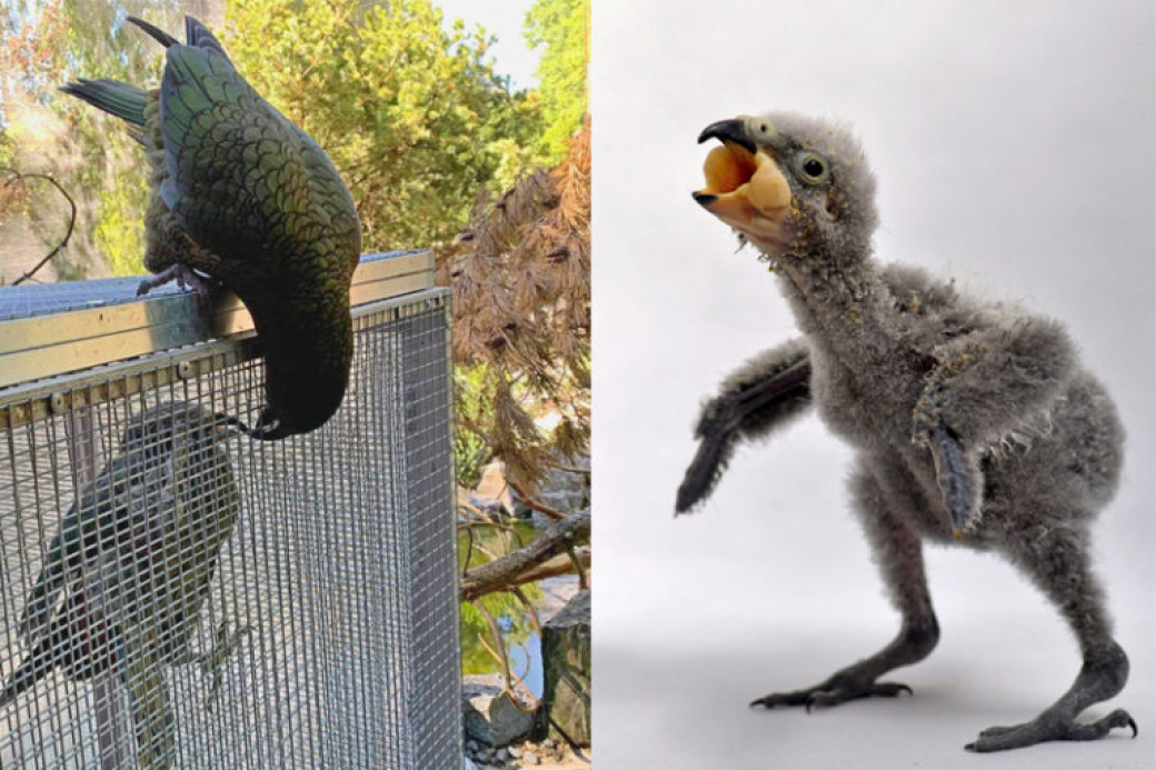 Zlínská zoo poprvé odchovala mládě papouška nestor kea