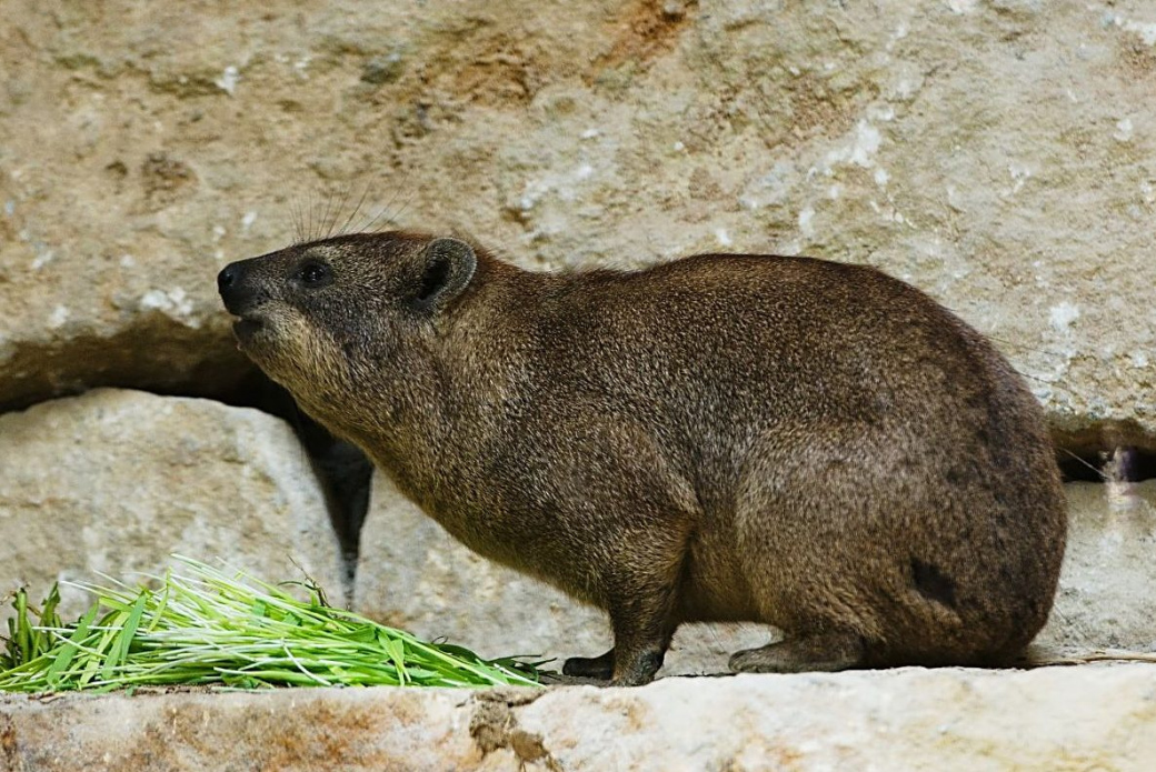 Zlínská zoo zve na letošní první novinku. Otevřela novou expozici v africké oblasti