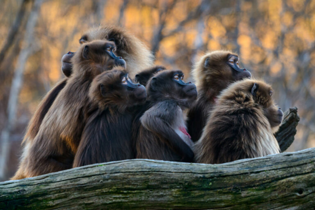 Za kačku do zlínské zoo. Symbolické vstupné budou mít žáci za pololetní vysvědčení