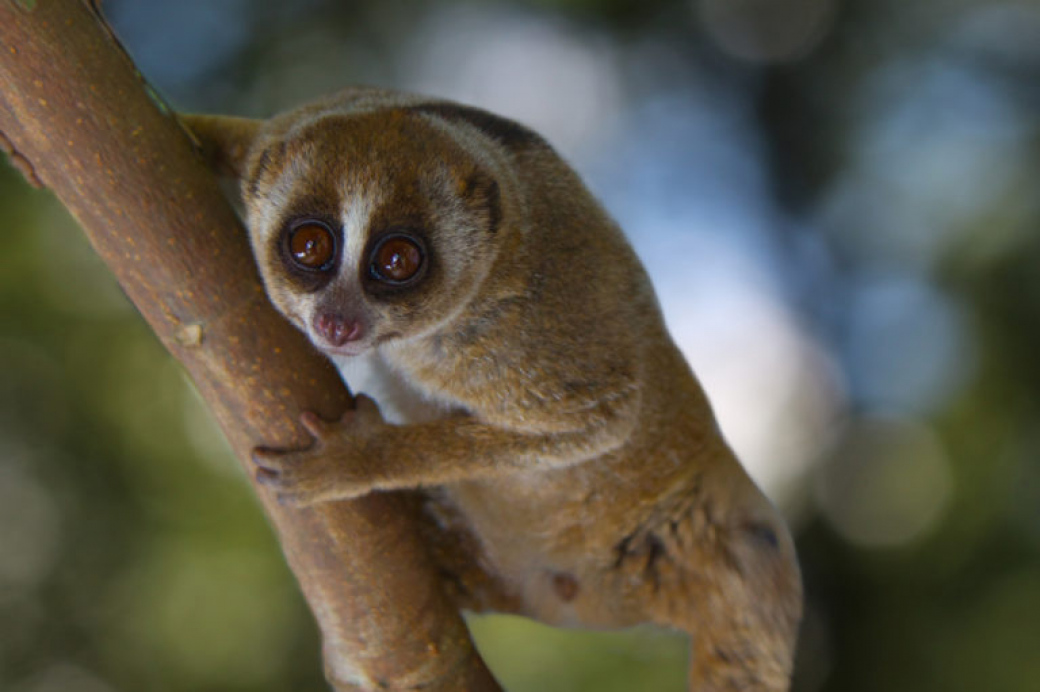 Zlínská zoo pomáhá chránit zvířata ve volné přírodě. Na záchranu outloňů poslala 6 000 dolarů