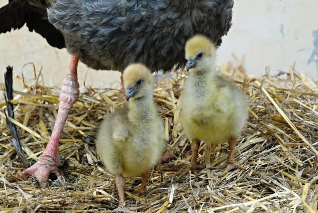 Zlínská zoo rozlouskla chovatelský oříšek! Znovu se jí podařilo odchovat čáje chocholaté