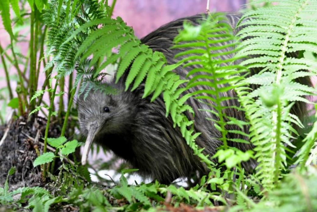 Zlínská zoo se v neděli otevře hned po rozbřesku