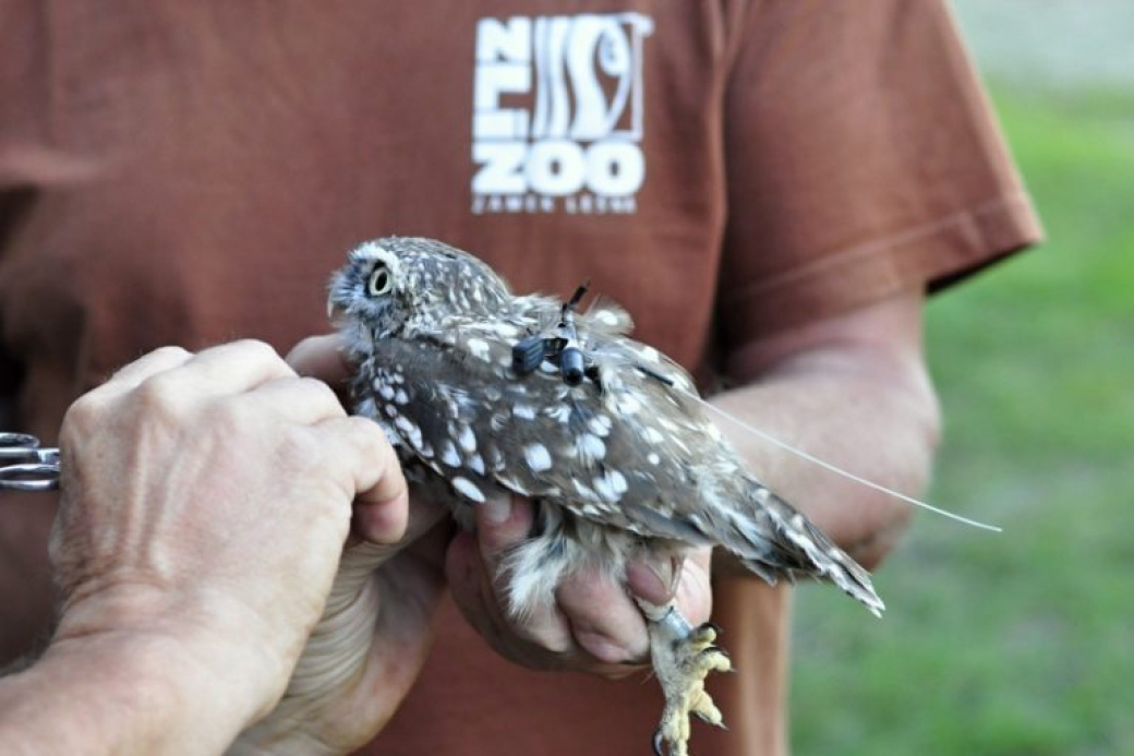 Zlínská zoo vypustila u Napajedel dva sýčky do volné přírody