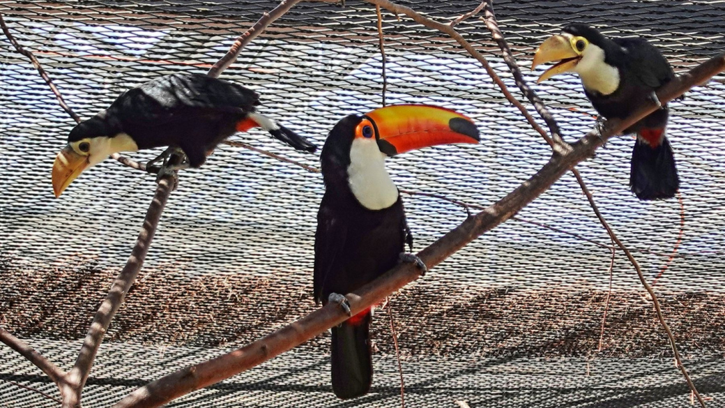 První odchov u tukanů obrovských v Zoo Zlín