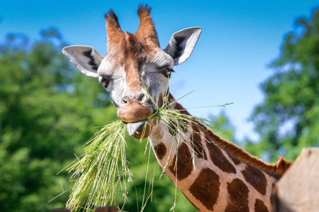 Zlínská a královodvorská zoo společně věnovaly na pomoc ukrajinským zoo půl milionu korun