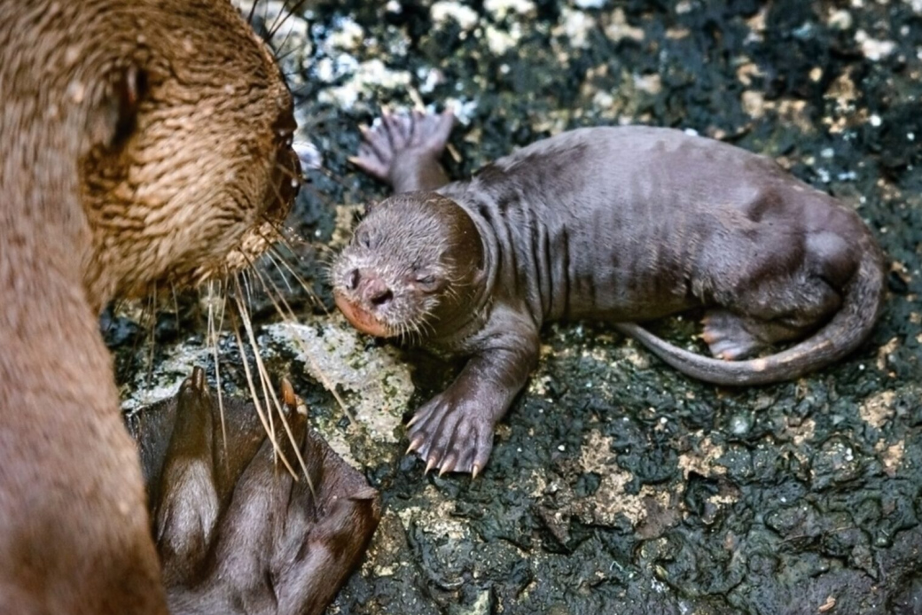 Ve zlínské zoo přišli na svět čtyři malí vydrýsci