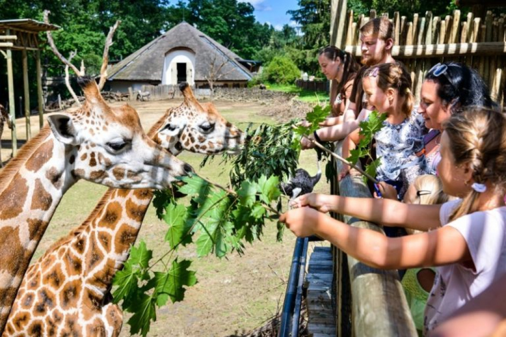 Návštěvníci zlínské zoo mohou poprvé obdivovat pětici aligátorů nebo nakrmit žirafy