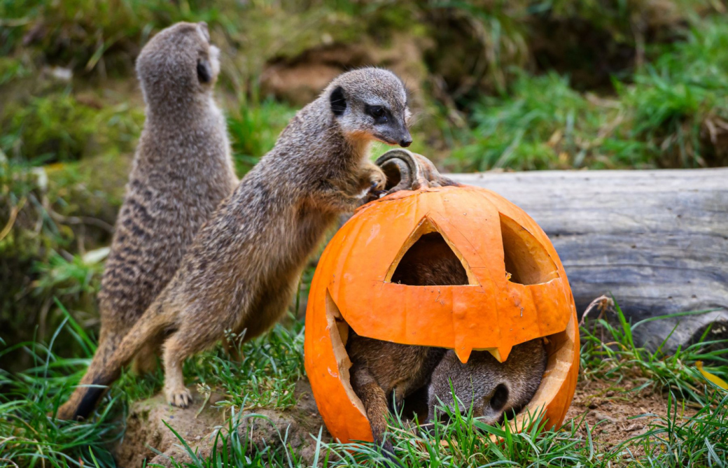 Zlínská zoo se chlubí novým supím přírůstkem. Místní odchovanec roste jako z vody