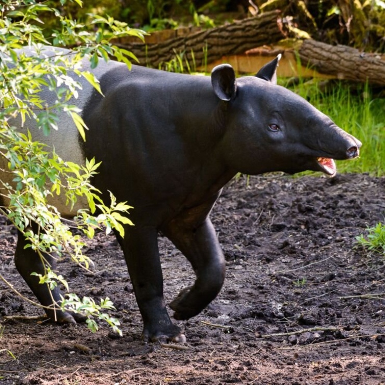 Hejtmanství přispěje na novou expozici tapírů v Zoo Zlín