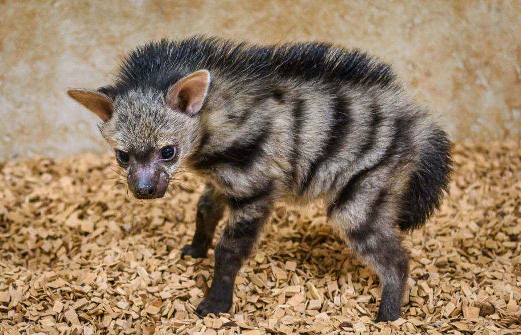 Hyenky hřivnaté v Zoo Zlín mají mláďata