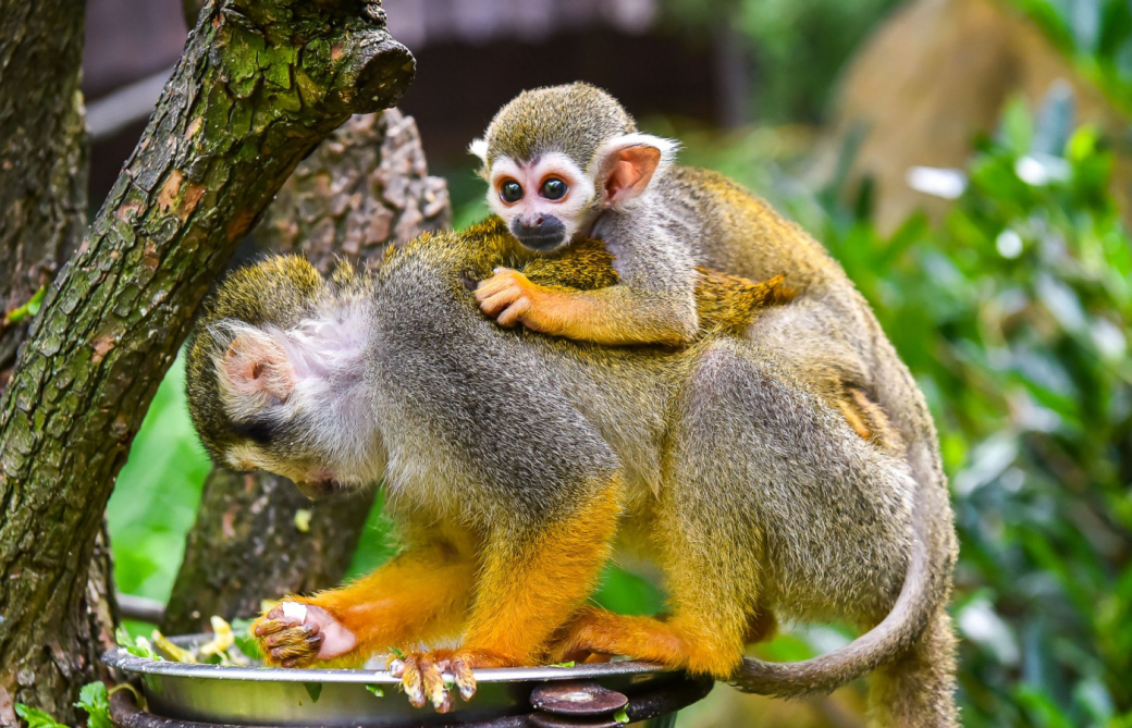 Ve Zlínské Zoo se radují ze dvou mláďat kotulů
