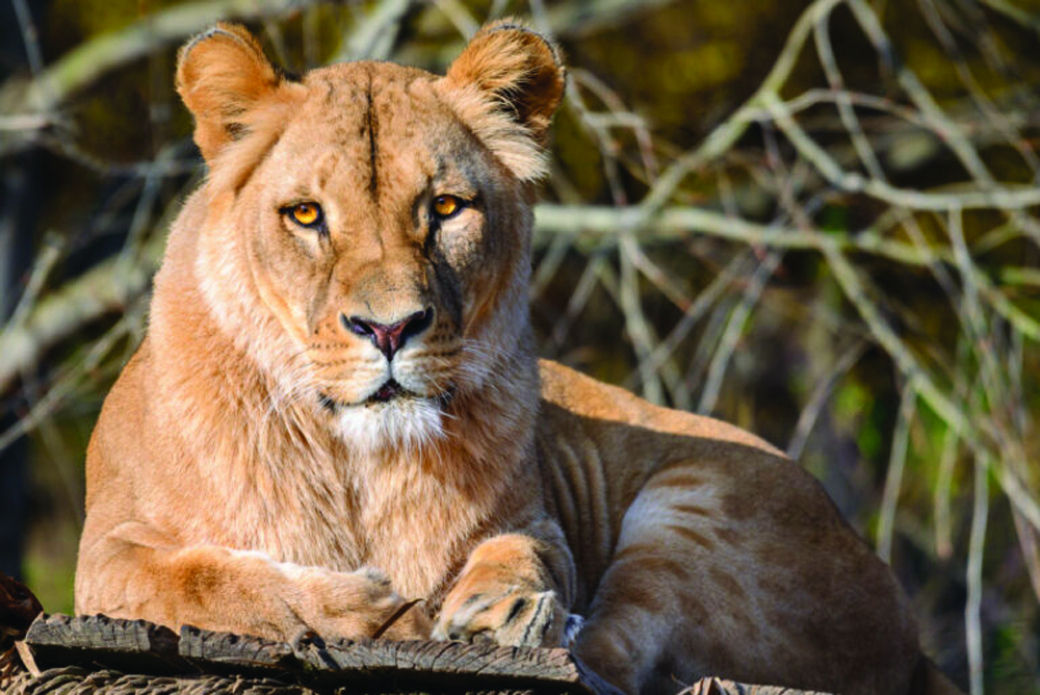 Zlínská zoo chce zřídit záchranné a chovné centrum pro lvy