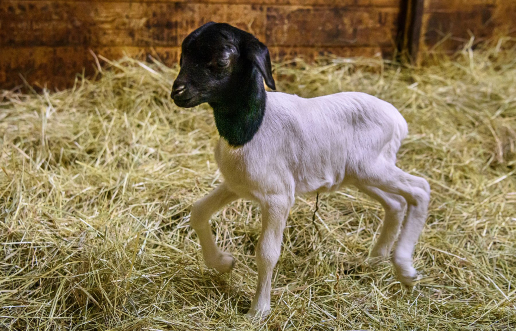 Prvním mládětem roku 2026 je ovečka