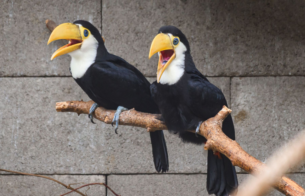 Zlínské Zoo se opět podařilo odchovat tukany obrovské