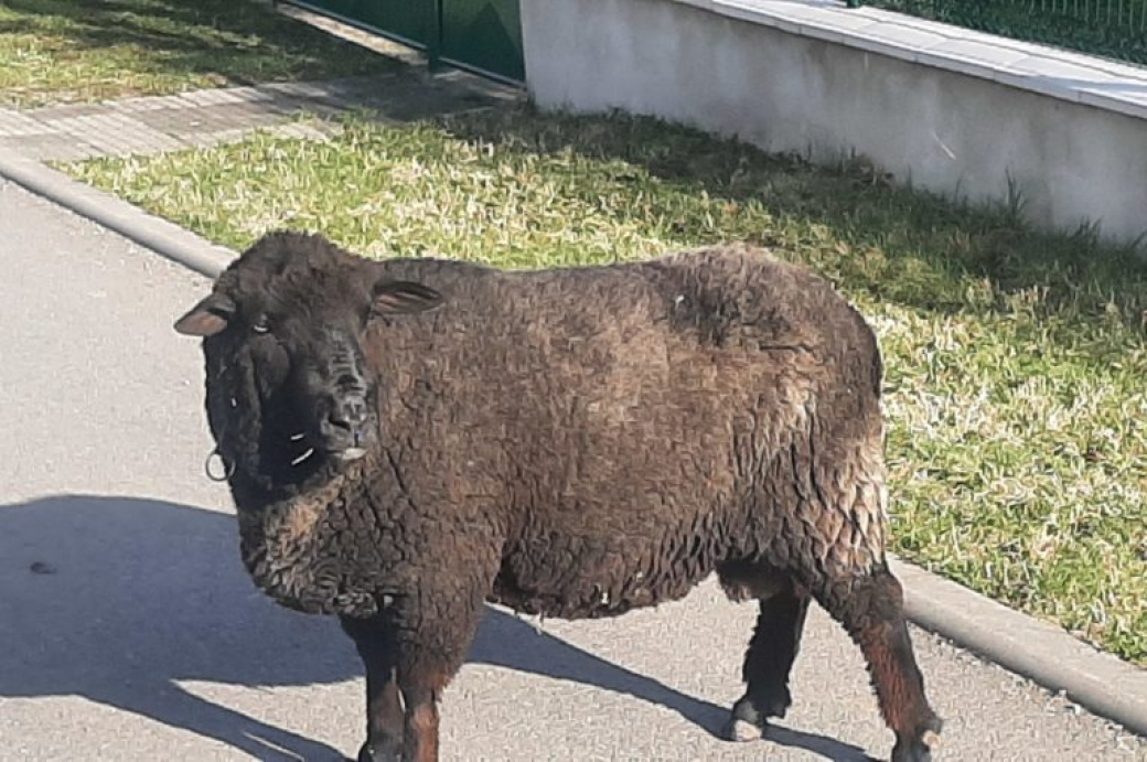 Bílá sobota, černý beran: velikonoční výhledy rozhodně černé nejsou