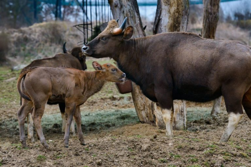 Chovatelský úspěch zlínské zoo! Narodilo se zde první mládě gaura indického