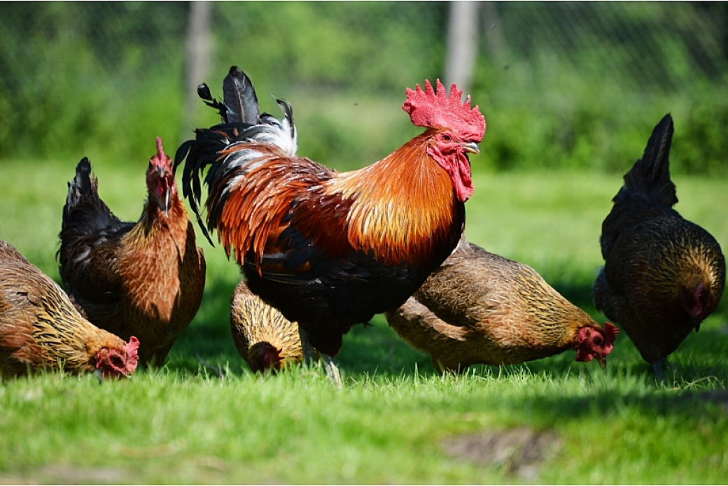 Kvůli ptačí chřipce zakázala Státní veterinární správa chov drůbeže pod širým nebem