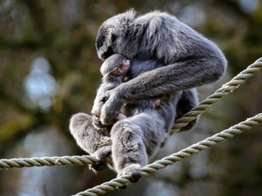 Zlínská zoo chystá křtiny Gibona stříbrného, kmotrou bude Lenka Krobotová