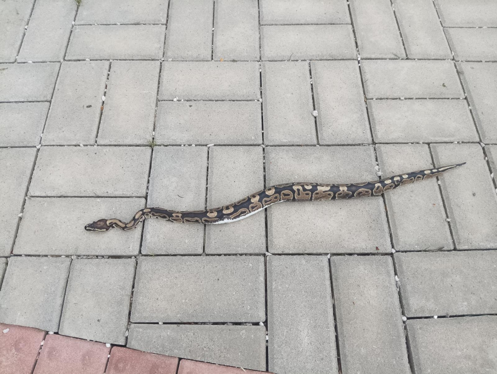 Policisté chytili na hřbitově krajtu. Neutekla vám? 
