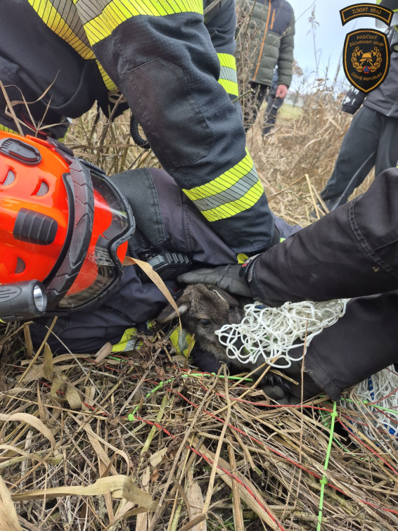 Hasiči na sv. Štěpána chytali klokana