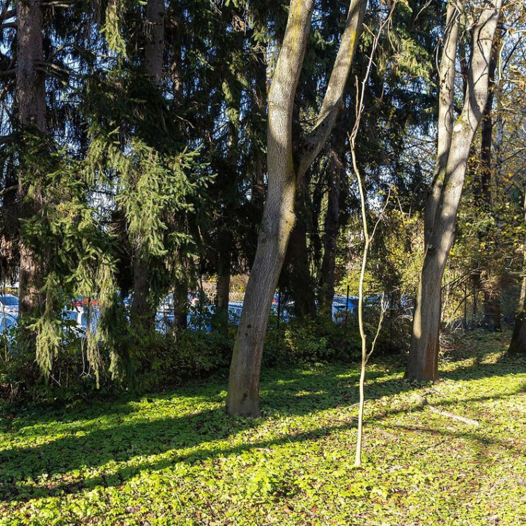 Zlínský kraj pokračuje v boji s invazními druhy. Ohrožují přírodu, zdraví i majetek