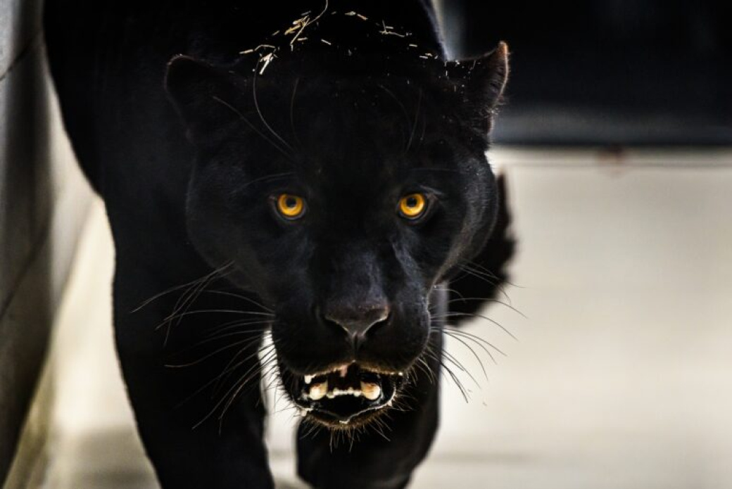 Do zlínské zoo přicestoval jaguáří samec Dany