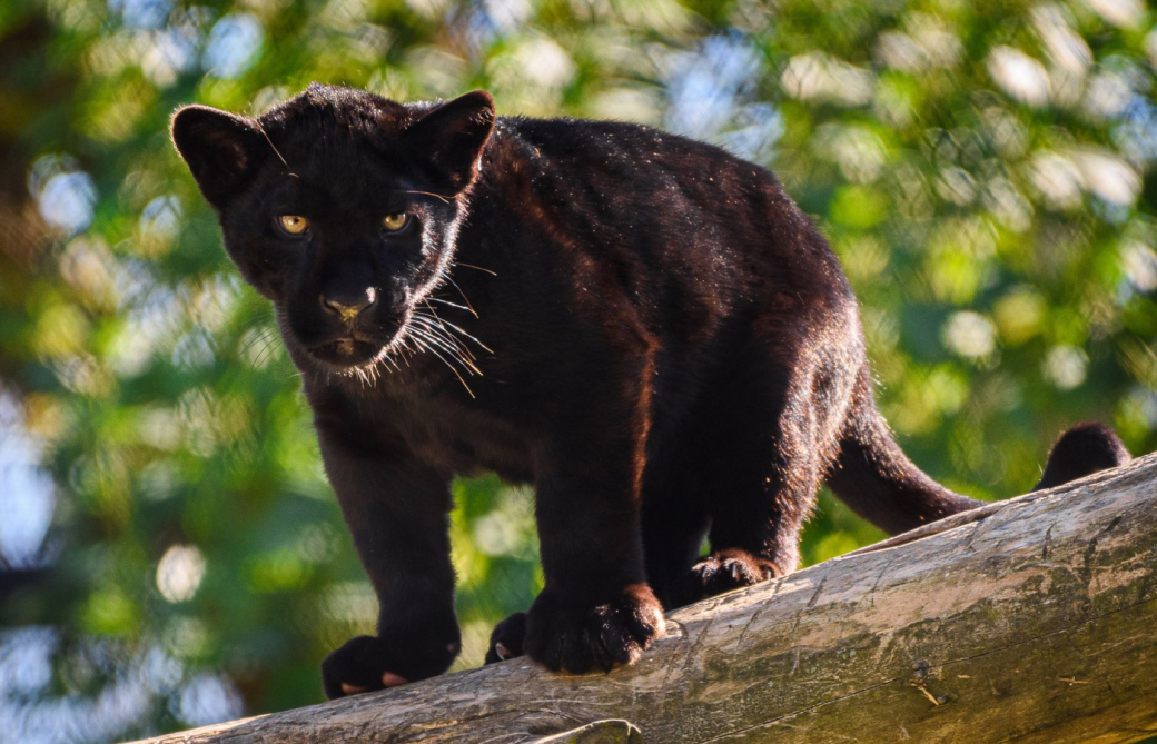 Mládě jaguára v Zoo Zlín se jmenuje Mayara